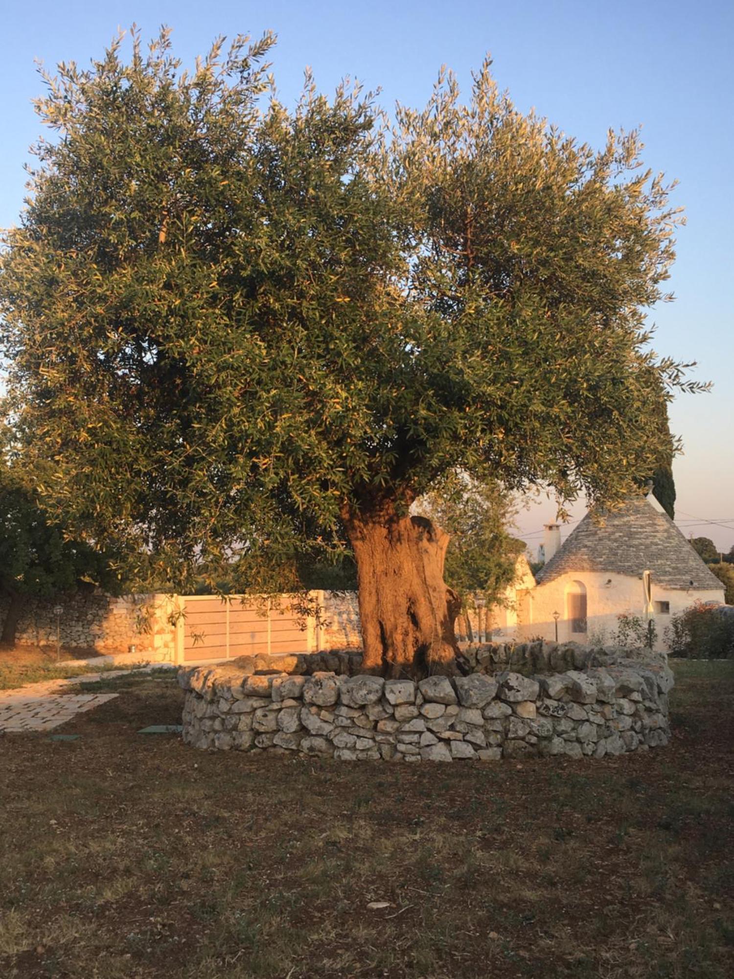 Trulli Le 2 Nicchie Villa Locorotondo Eksteriør bilde